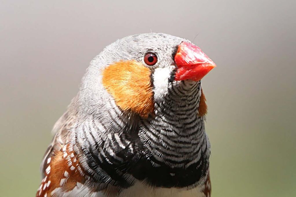 Bird retinas work without oxygen from blood vessels, instead they power themselves with a flood of glucose that feeds glycolysis