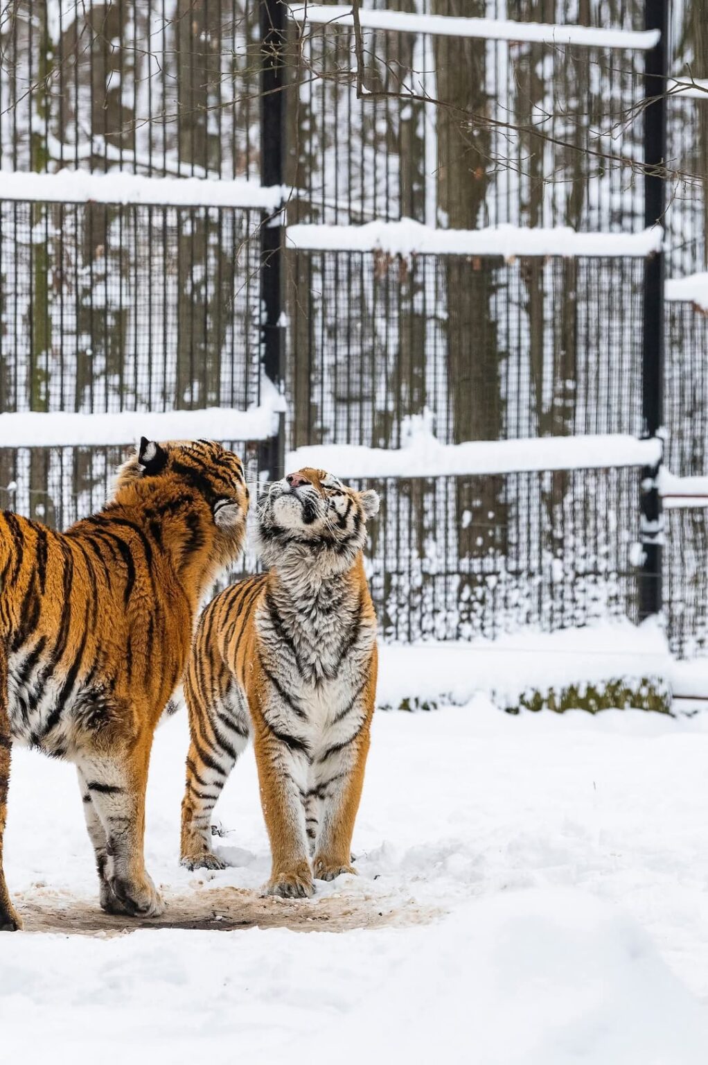 Tiger date in the Nyíregyháza Zoo! Tiger date in the Nyíregyháza Zoo!