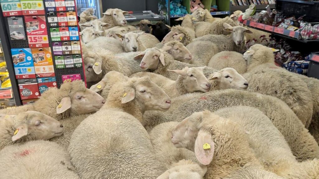 Sheep storm the supermarket: Discounter Penny is planning sponsorship