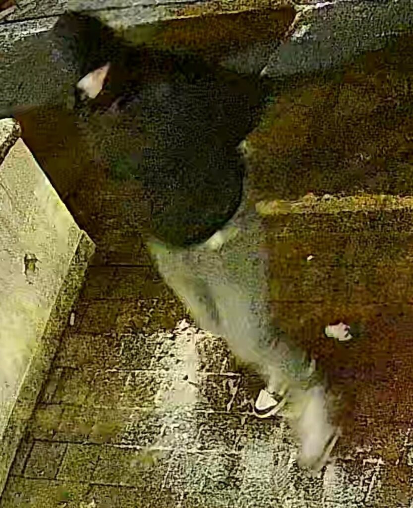 Thief attempt photos