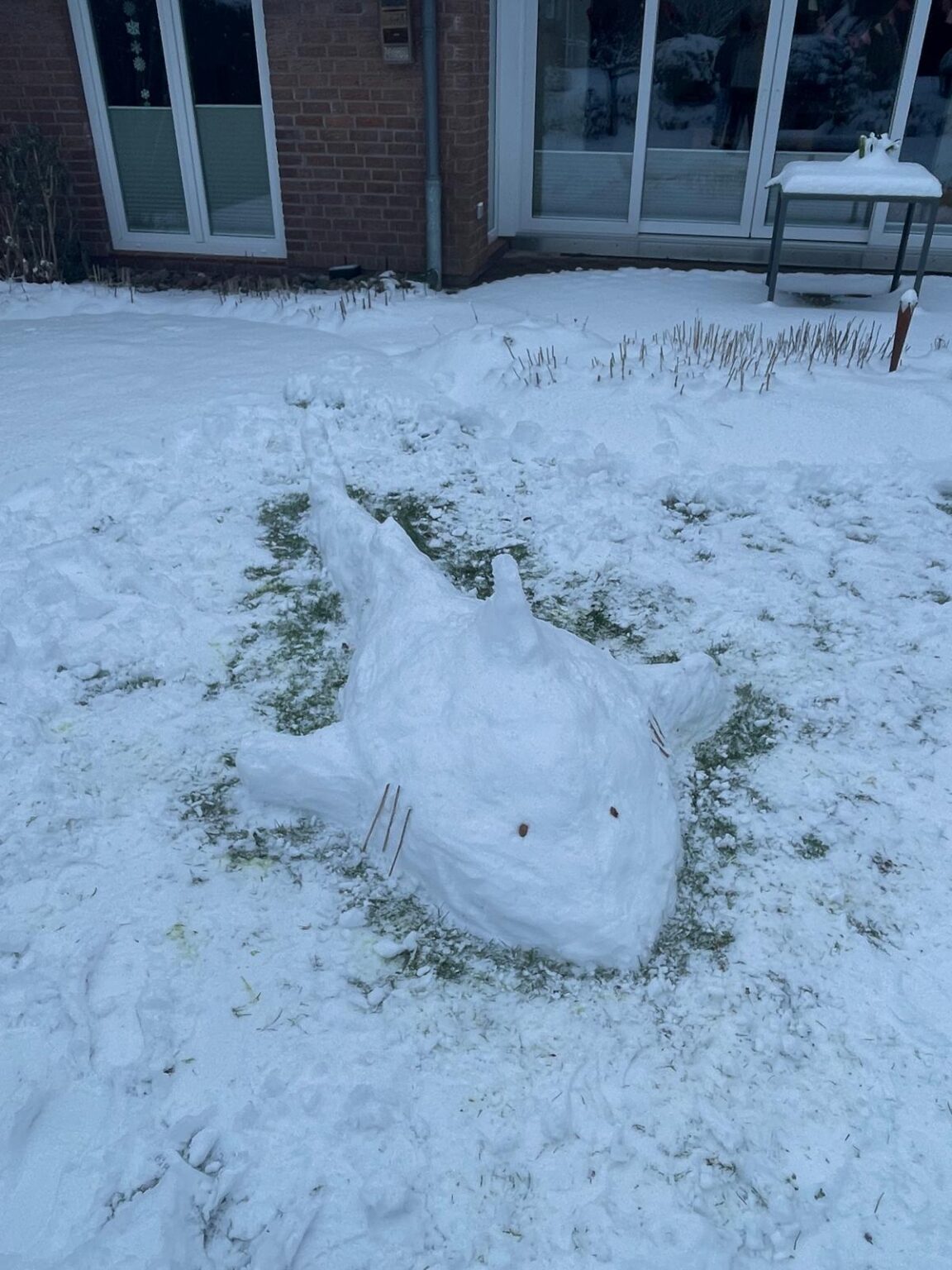 Snåwhaj from Schleswig-Holstein