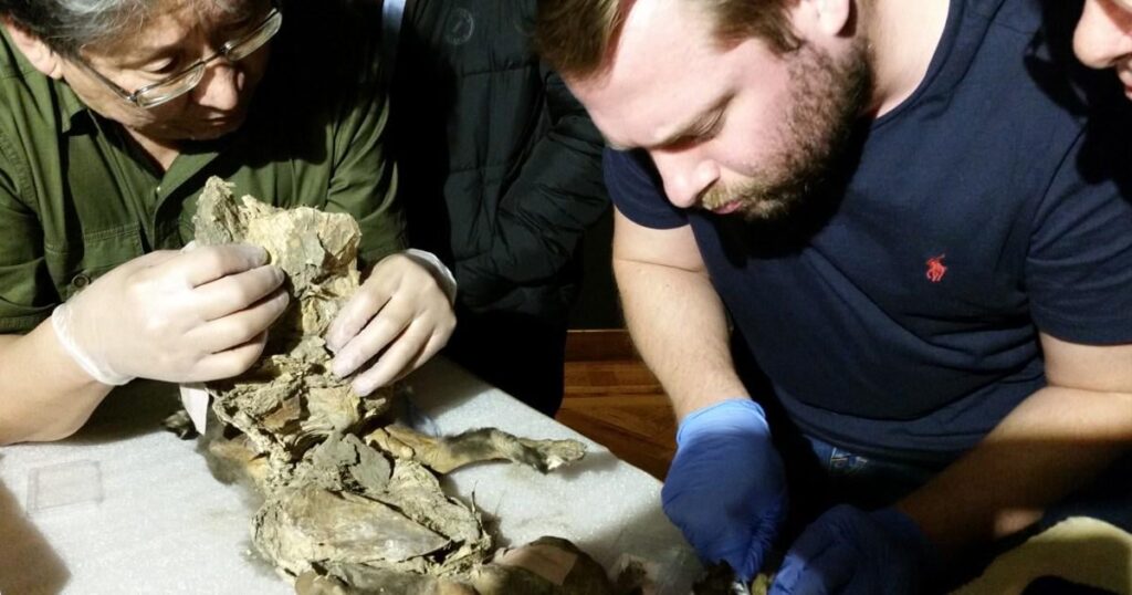 In the stomach of a mummified wolf pup, scientists find DNA from a woolly rhinoceros