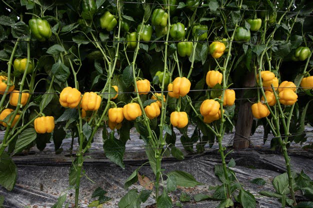 Moroccan sweet pepper exports to Germany surpass 50,000 tons for the first time • EastFruit