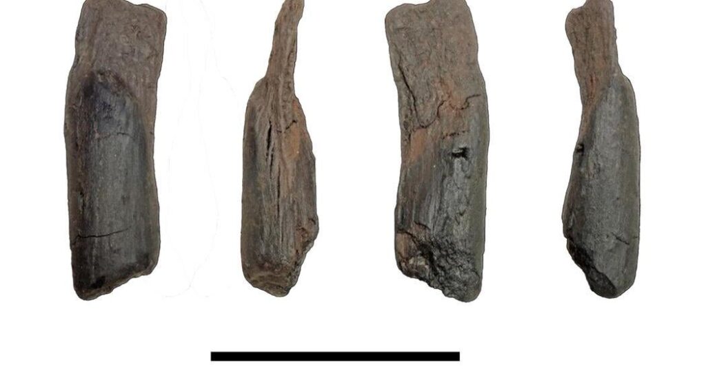 430,000-Year-Old Wooden Tools Are the Oldest Ever Found