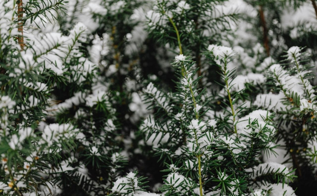 Bulgaria: Snow and Cold Sweep Parts of Bulgaria on Friday, Northeastern Regions at Risk of Ice