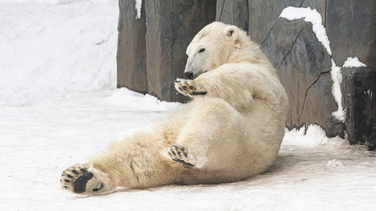 Polar Bears Enjoying Their First Snow in Hungarian Zoo Go Viral