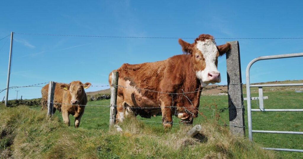 Breaking: Ireland will vote against controversial Mercosur deal Breaking: Ireland will vote against controversial Mercosur deal