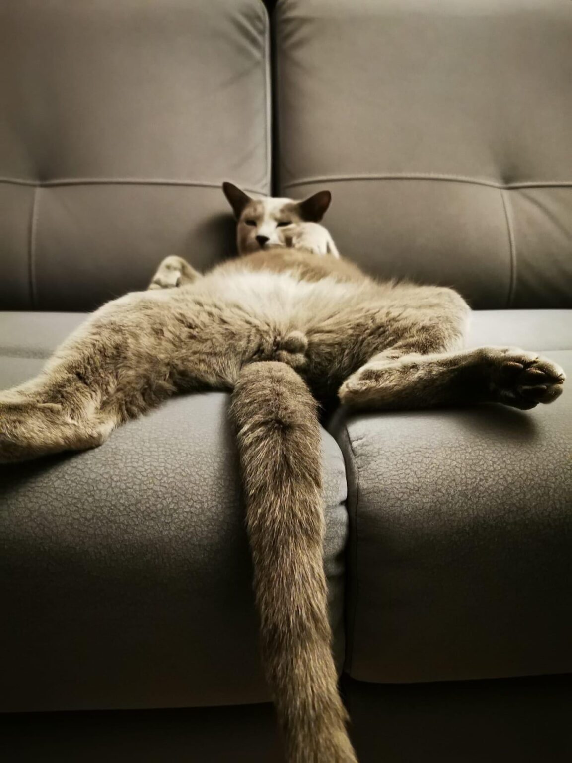 Catbot