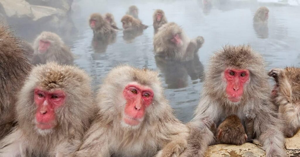 Same-sex sexual behavior observed in dozens of primate species, suggesting evolutionary origin