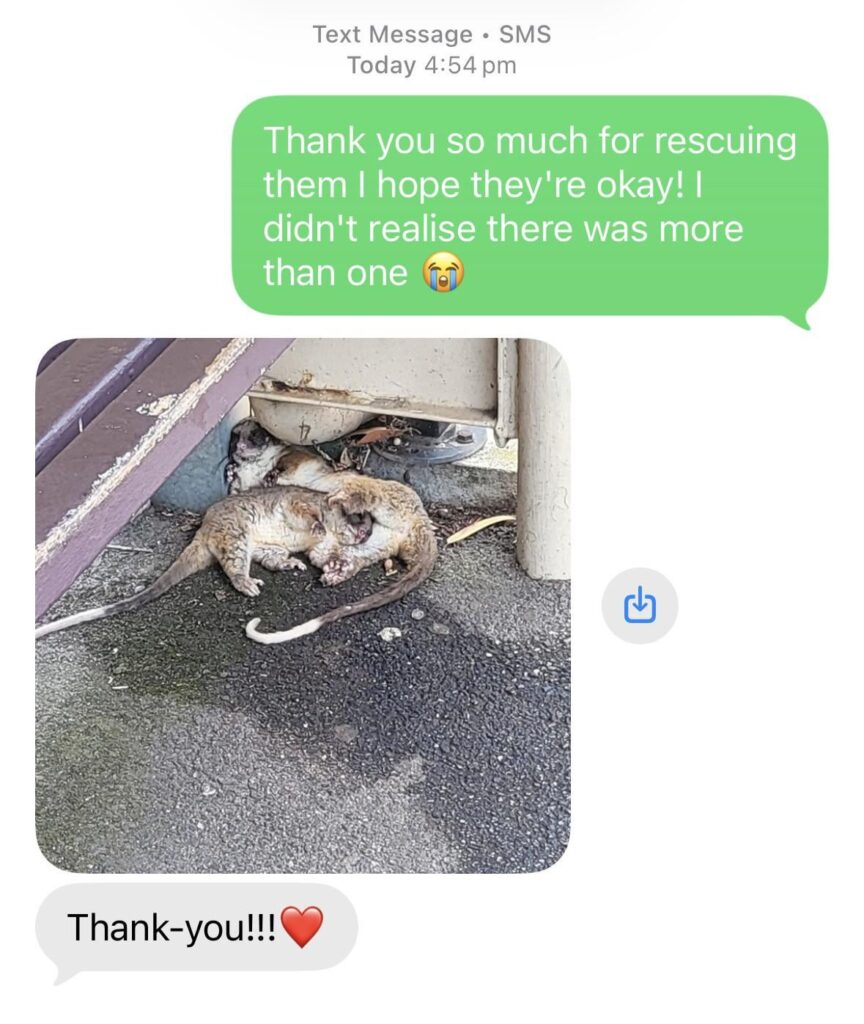 A reminder to always contact Wildlife Victoria if you see native animals in distress!