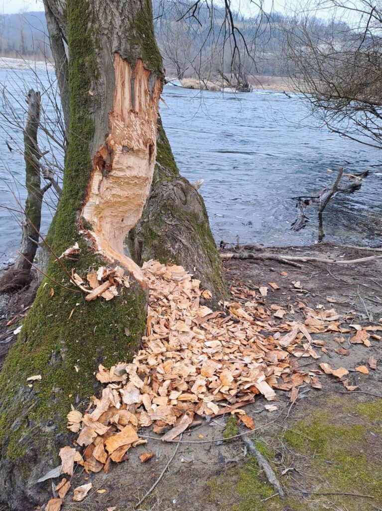 Beaver work on the banks of the Rhine