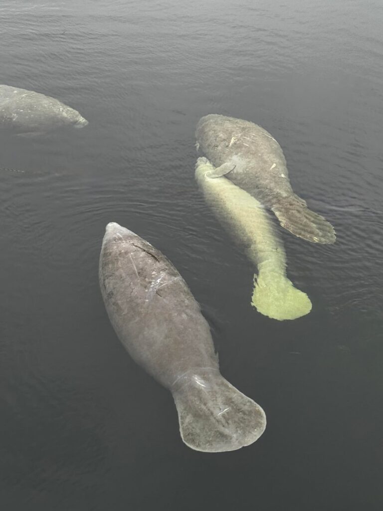 Got to see manatees yesterday