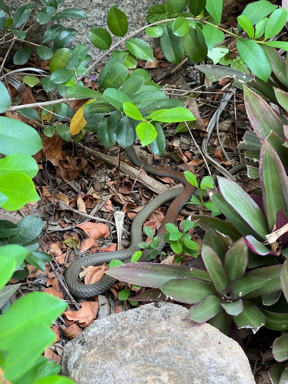 Snake ID Brisbane please.