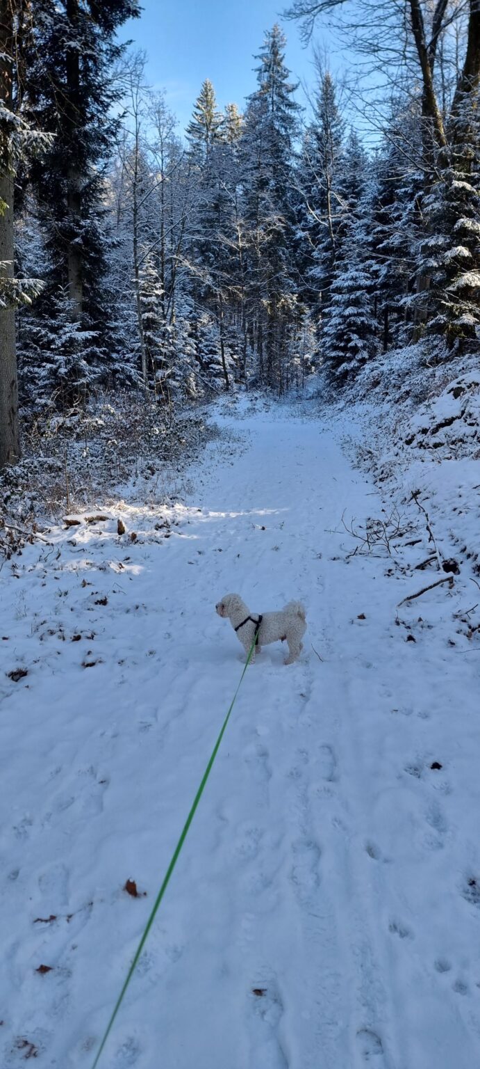 I went for a long walk, for the first time in a long time.