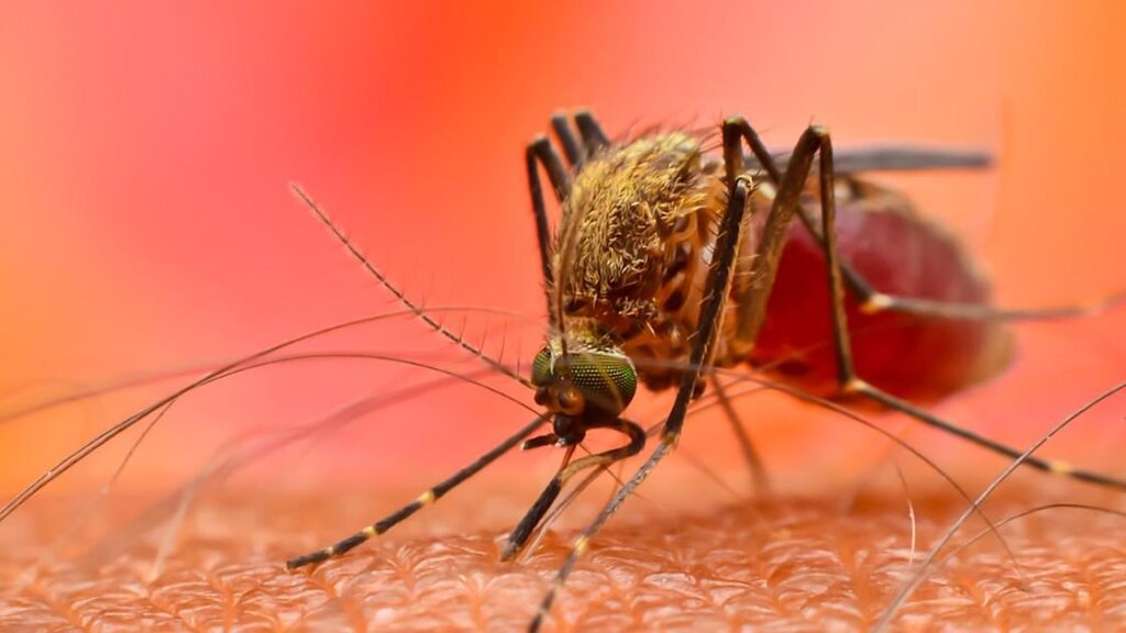 Mosquitoes’ thirst for human blood has increased as biodiversity loss worsens, and this preference for humans significantly enhances the risk of pathogen transmission