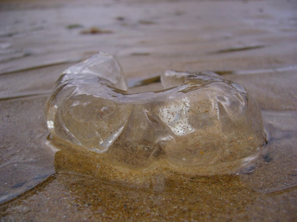 Moon Snails really do be laying their egg sacs everywhere on Melbourne beaches this time of year