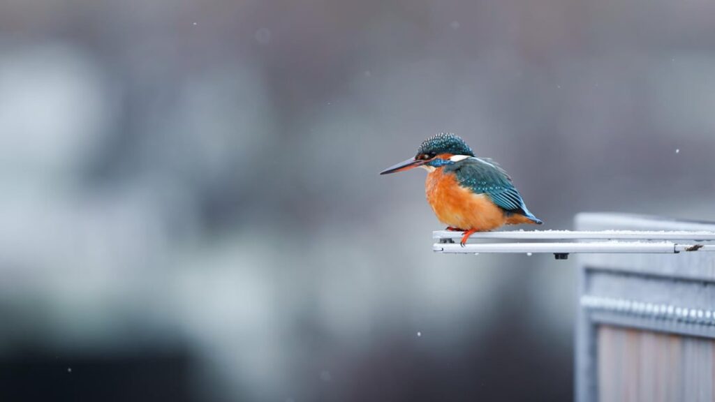 More birds around Echternach lake More birds around Echternach lake