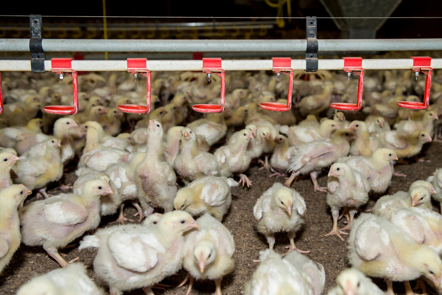 Poland's poultry industry at the turn of the tide
