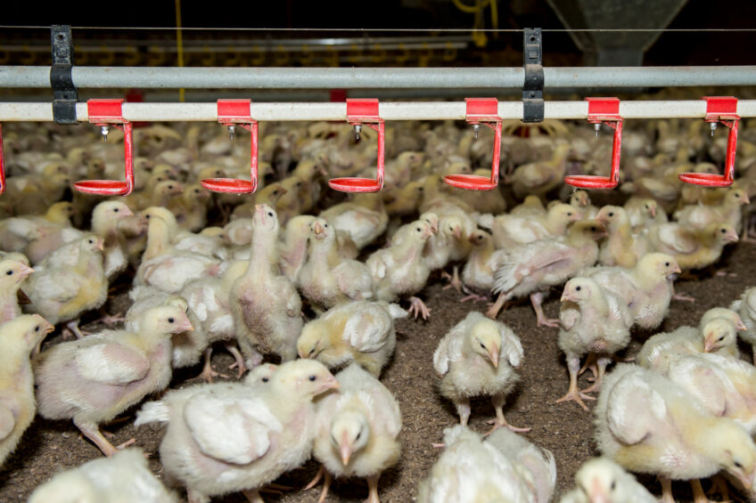 On the global arena, Poland is facing rising competition from emerging broiler meat exporters. Photo: Reina de Vries