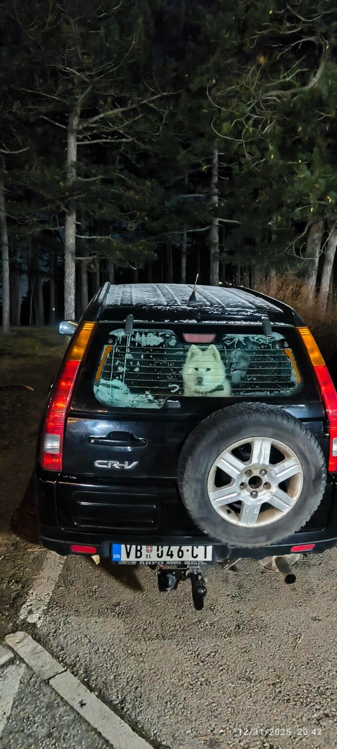 Samoyed dog in the car for hours