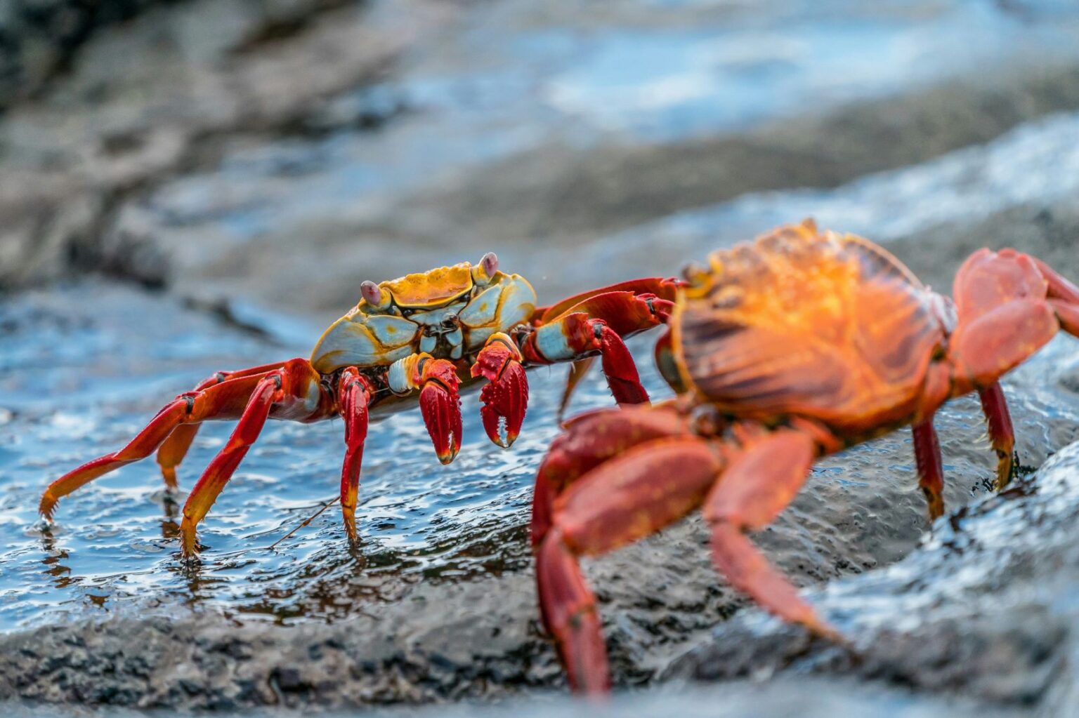 15,000 crabs for Portugal released on road accident in Ireland