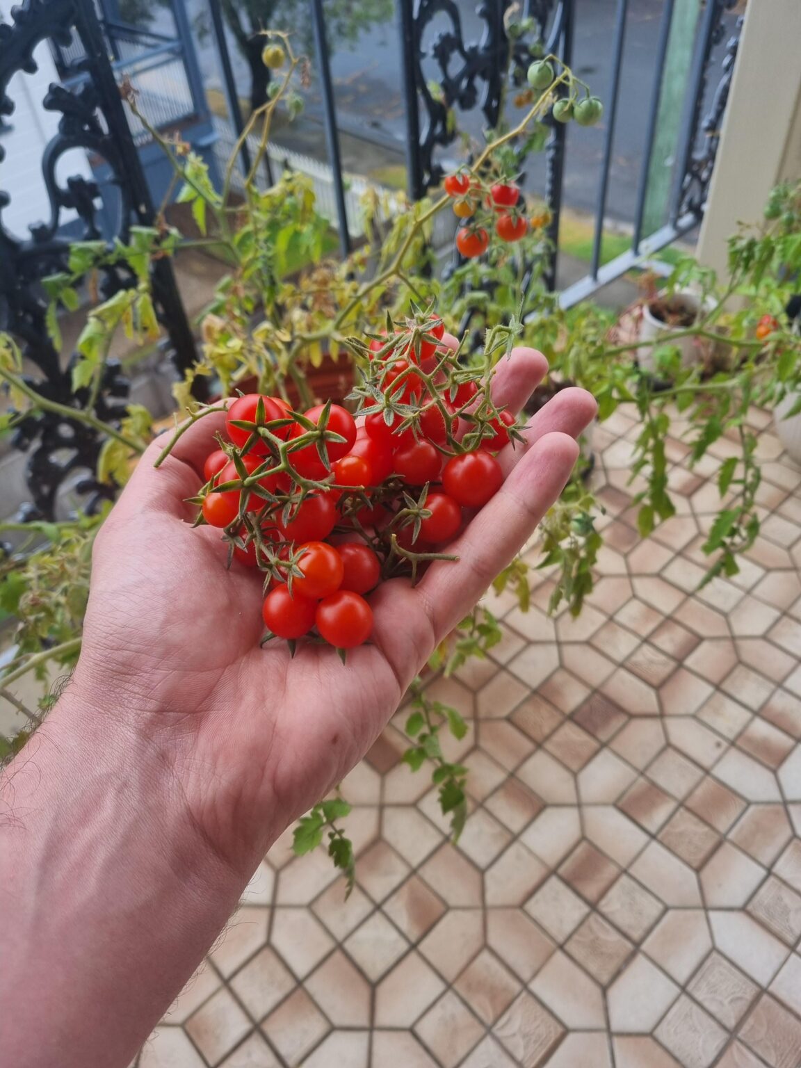 Anyone else having good tomato harvests this summer?