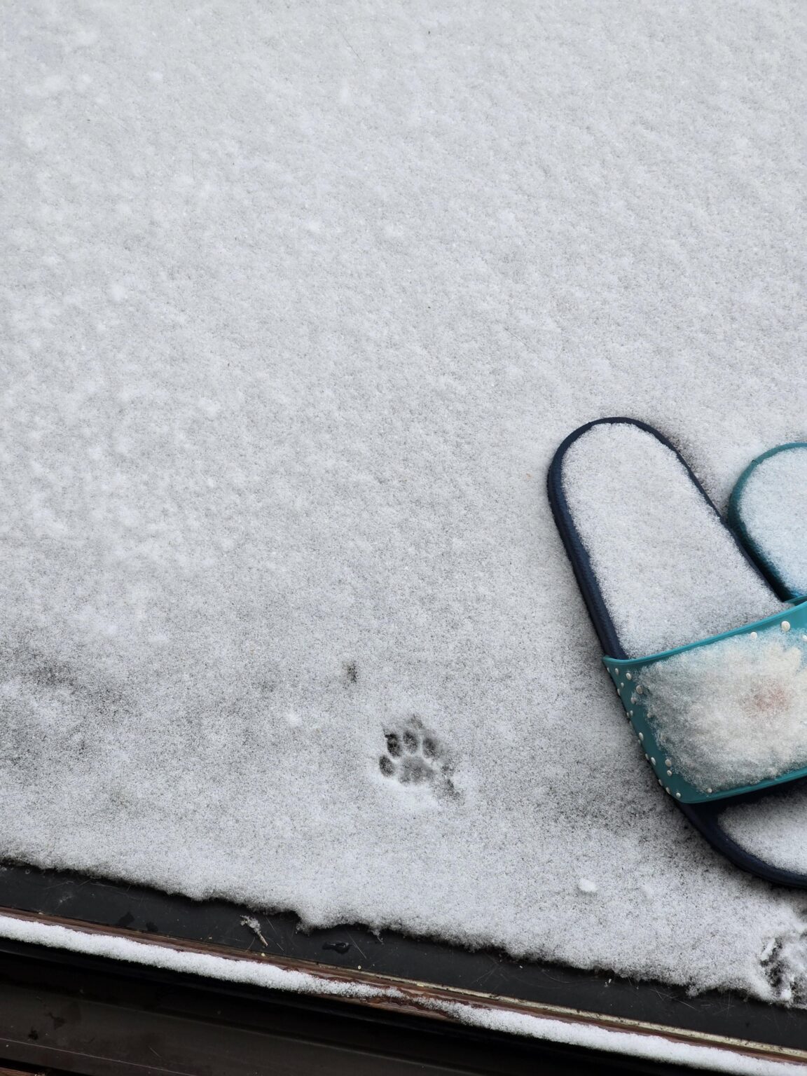 My cat today when he wanted to go outside.