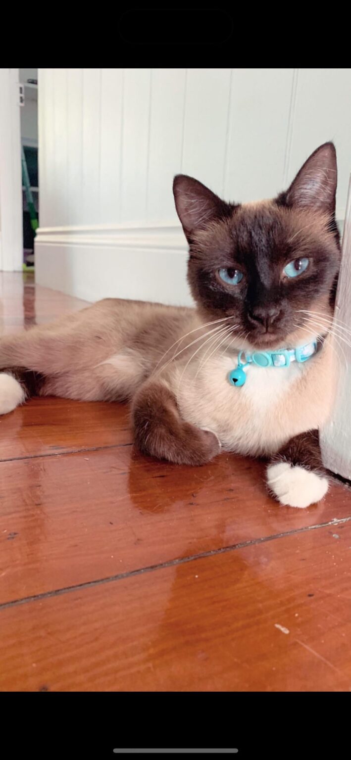 MISSING CAT - ASPLEY