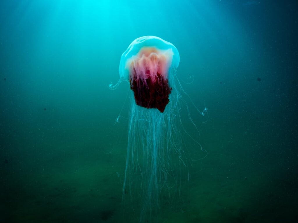Lions mane jellyfish in the bay