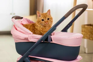 Shutterstock by New Africa