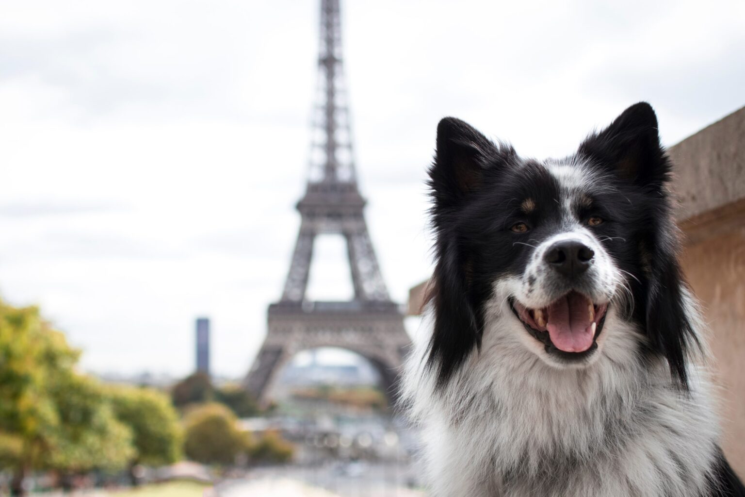 7 Unexpected Dog-friendly Spots in Paris 7 Unexpected Dog-friendly Spots in Paris