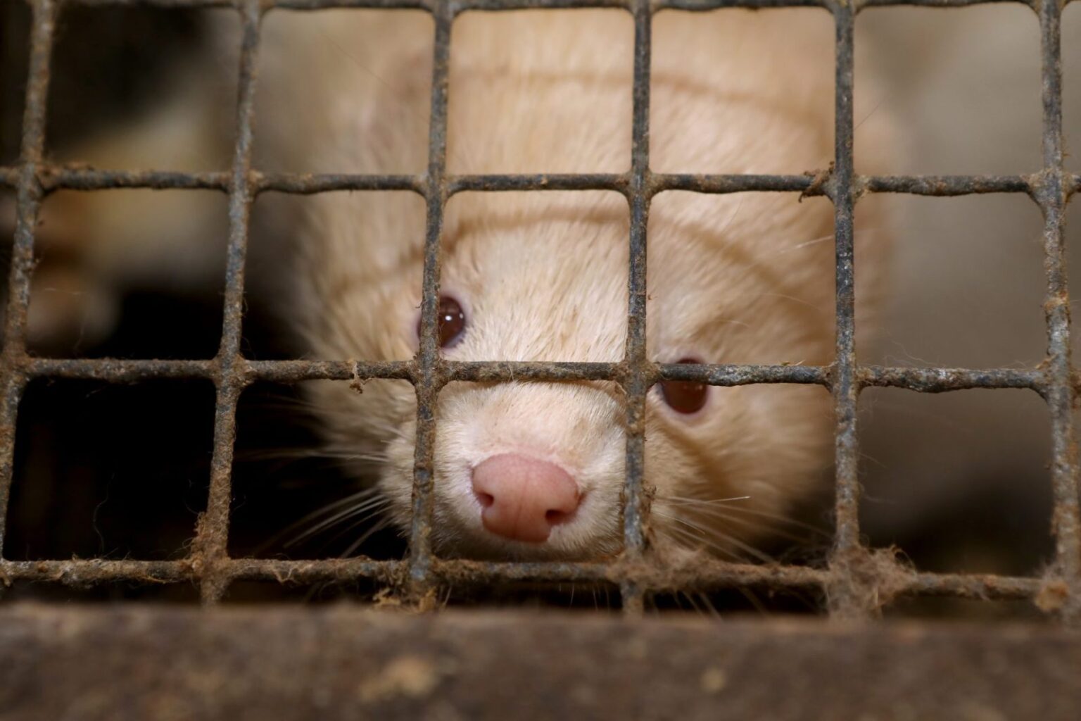 EU Must Ban Fur Farming After Poland’s Historic Ban – One Green Planet