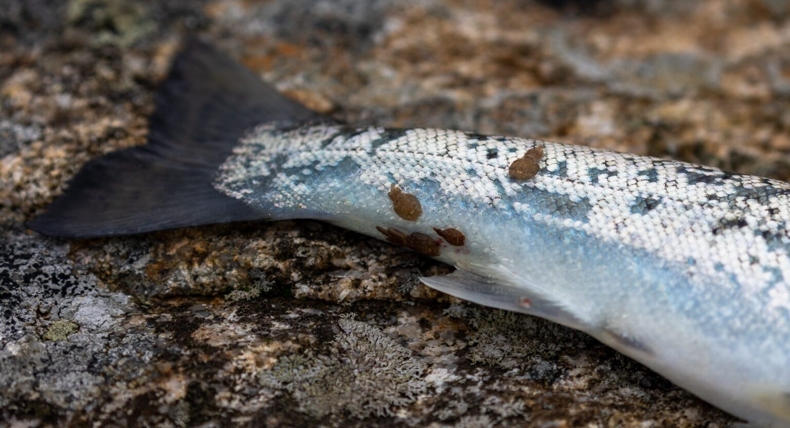 Increased lice pressure means Norway salmon 'traffic light' update likely to stay tight