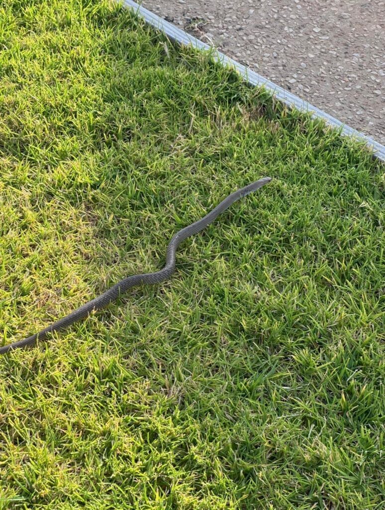 Can anyone ID this snake?