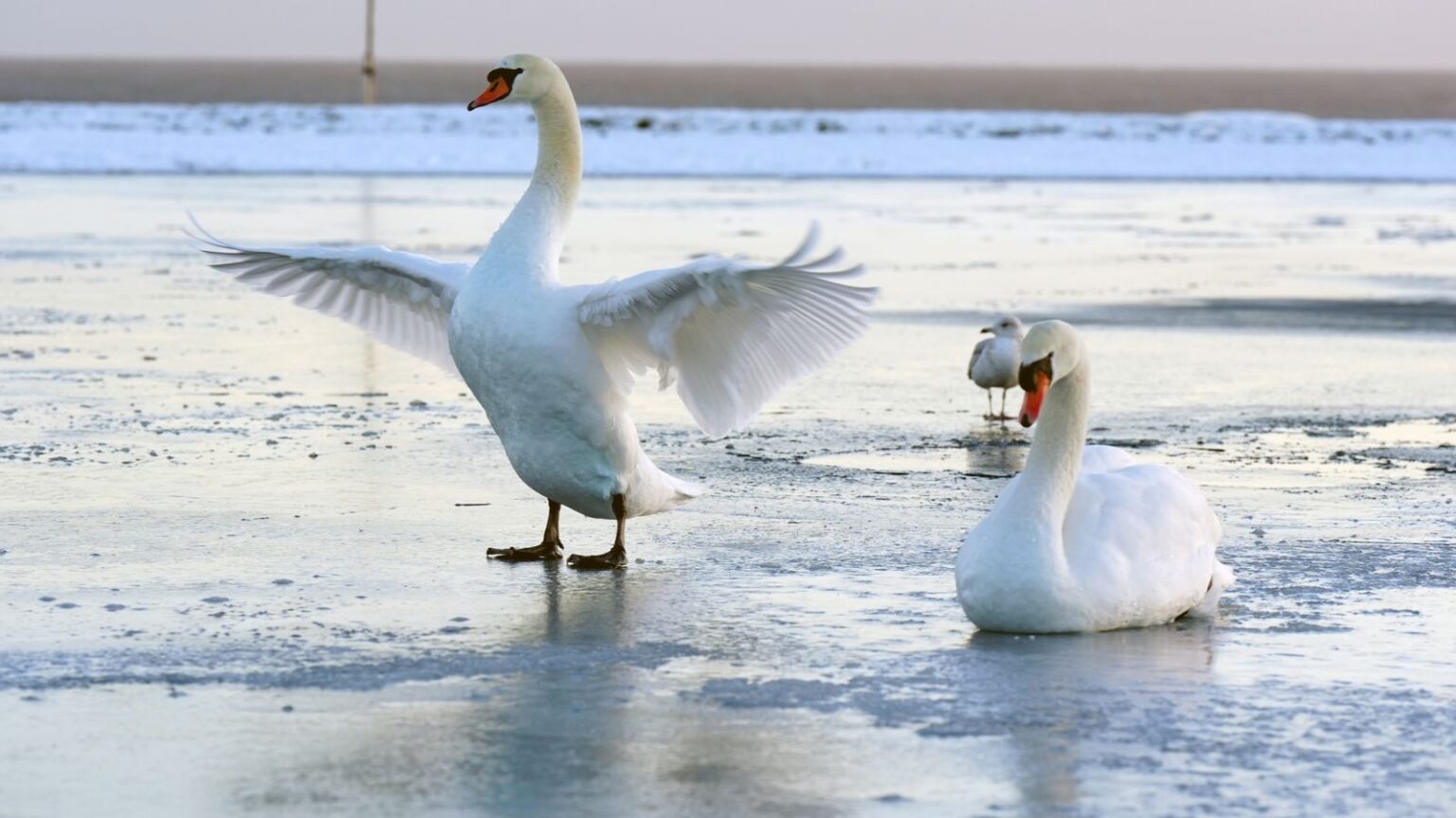 More snow warnings issued as cold snap continues | UK News The Tynemouth boating lake near Newcastle in England's northeast froze over on Sunday. Pic: PA