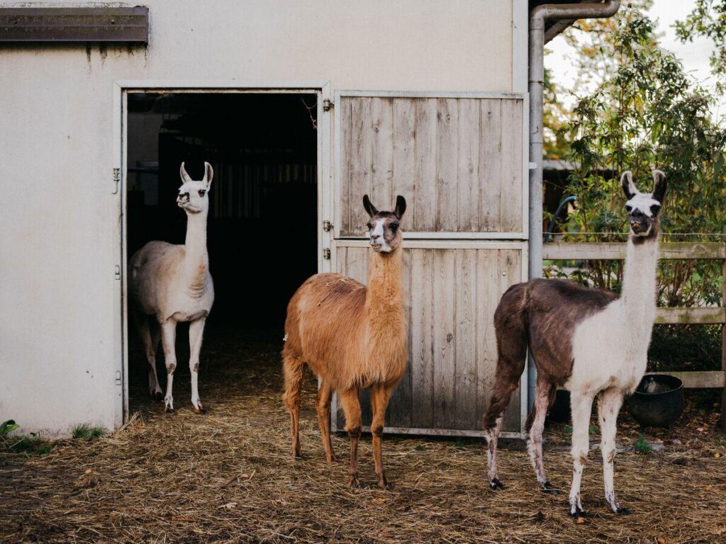 Llamas Are Big Pharma’s Secret Weapon to Find New Drugs
