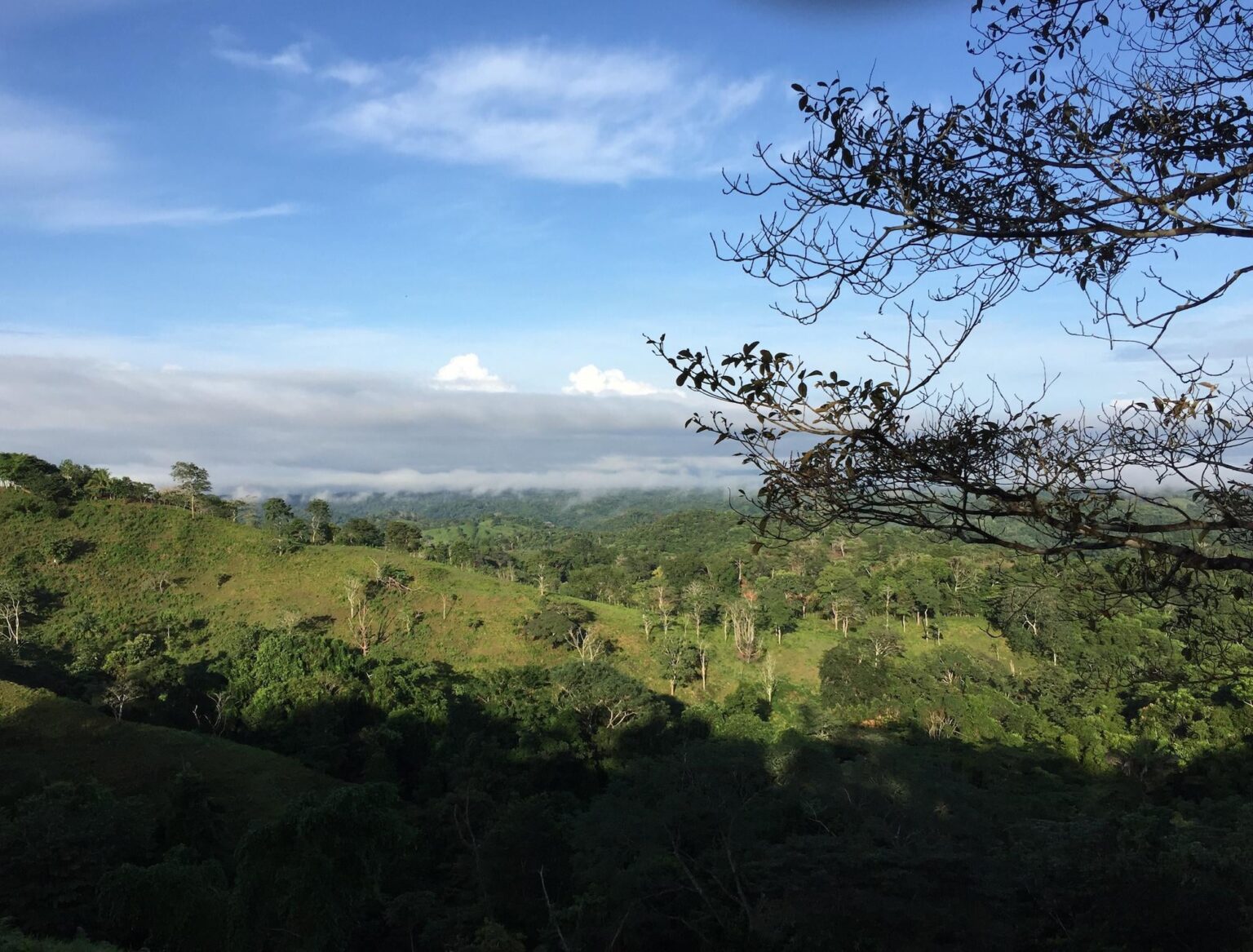 Recovering tropical forests grow back nearly twice as fast with nitrogen: « Cary co-authored study recommends strategies to help young forests soak up carbon faster. »