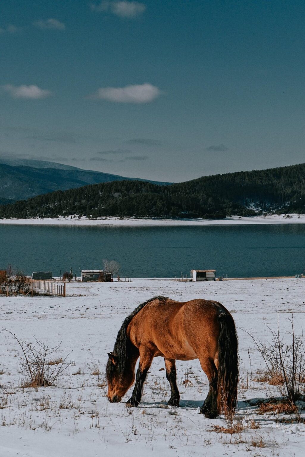 Winter horses