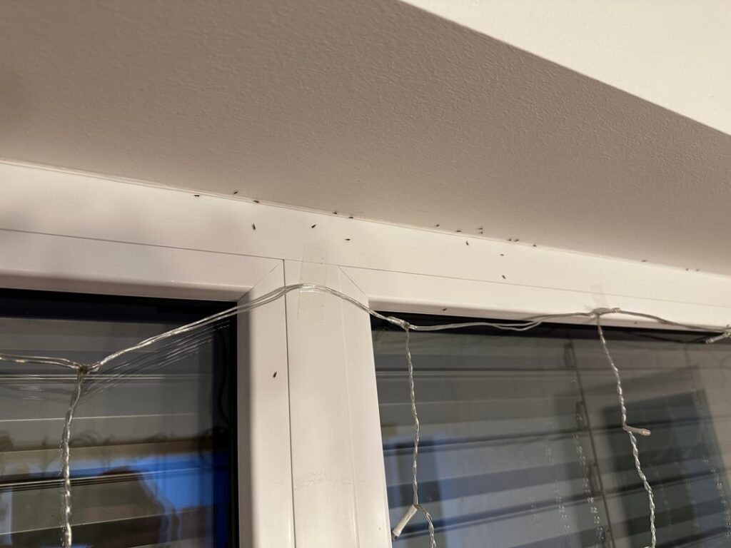 What critters did we bring in?