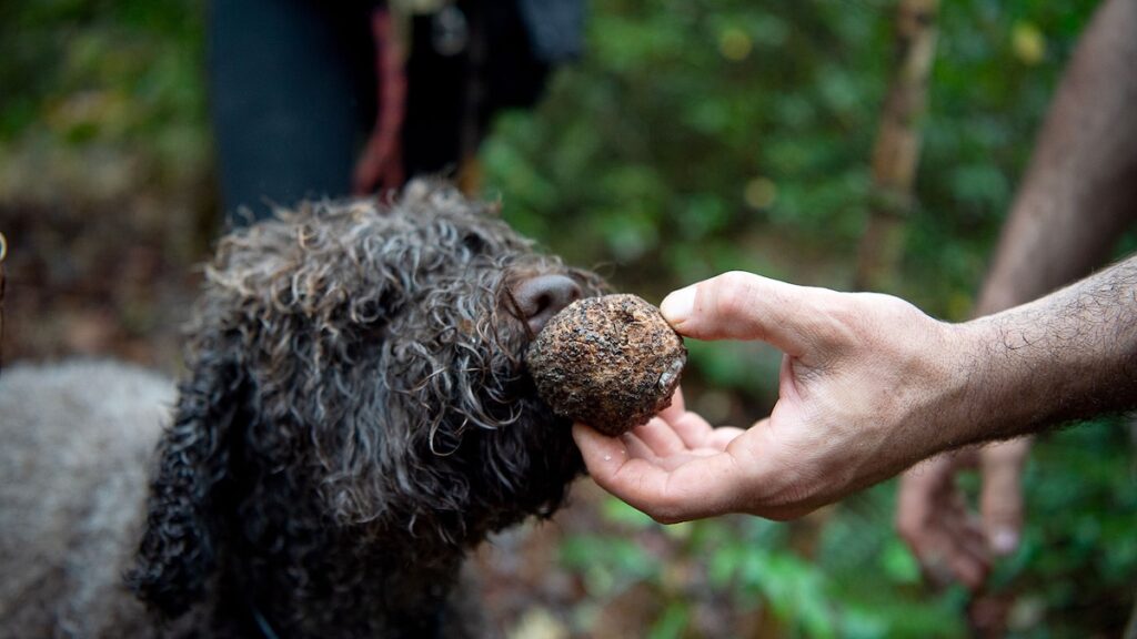 The truffle-hunting dogs sniffing out new species in the name of science The truffle-hunting dogs sniffing out new species in the name of science