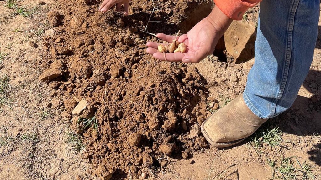 This wild potato may change the agricultural story in the American Southwest – Starchy residue preserved in ancient stone tools may rewrite the story of crop domestication in the American Southwest