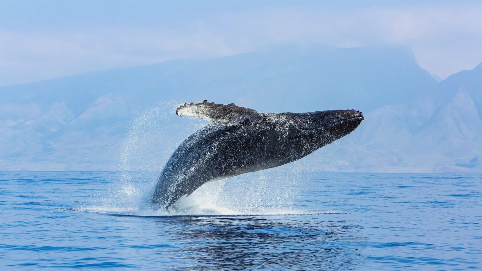 28-year study reveals Fin, Humpback, and Minke whales are shifting diets to avoid competition in warming waters. Analysis of 1,110 samples shows that as Arctic krill declines in the Gulf of St. Lawrence, these species are switching to fish-based diets to coexist.