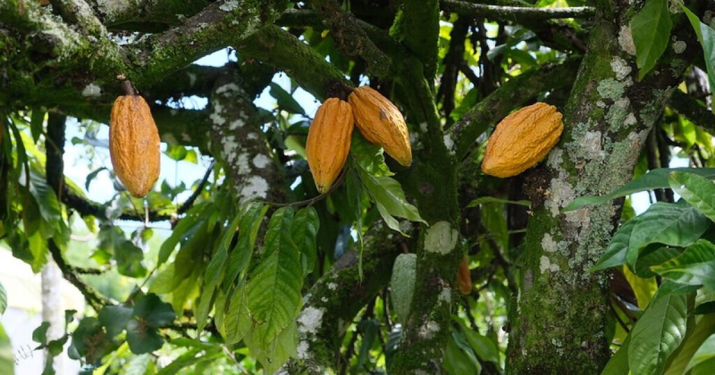 Cacao farmers and climate change