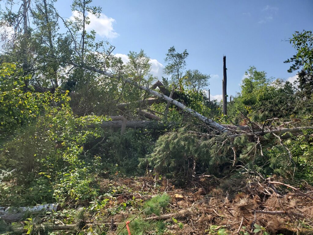 2025 derecho highlighted in Minnesota's annual forest health report - Grand Forks Herald