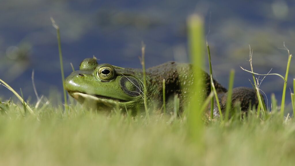 AI police report turns Heber City officer into a frog