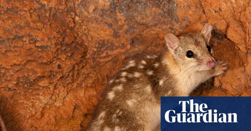 Ten Sydney Harbours’ worth of threatened species habitat approved for destruction in 2025, report finds