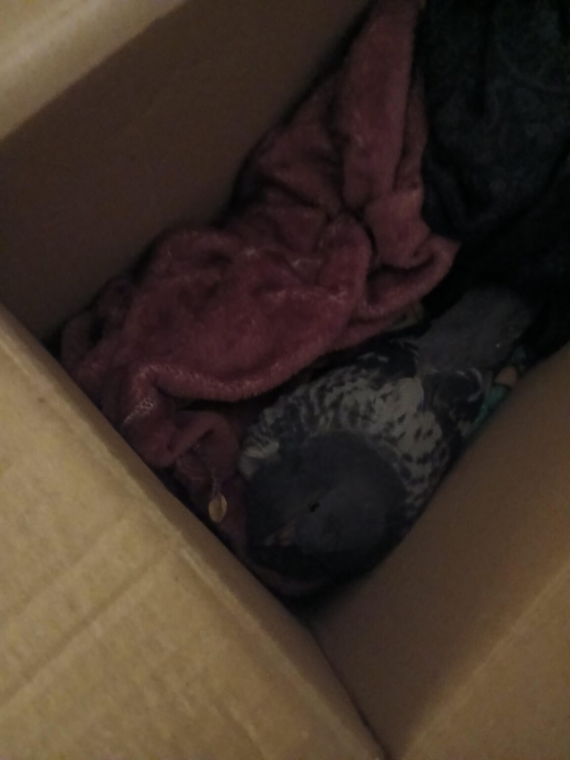 injured pigeon, what do