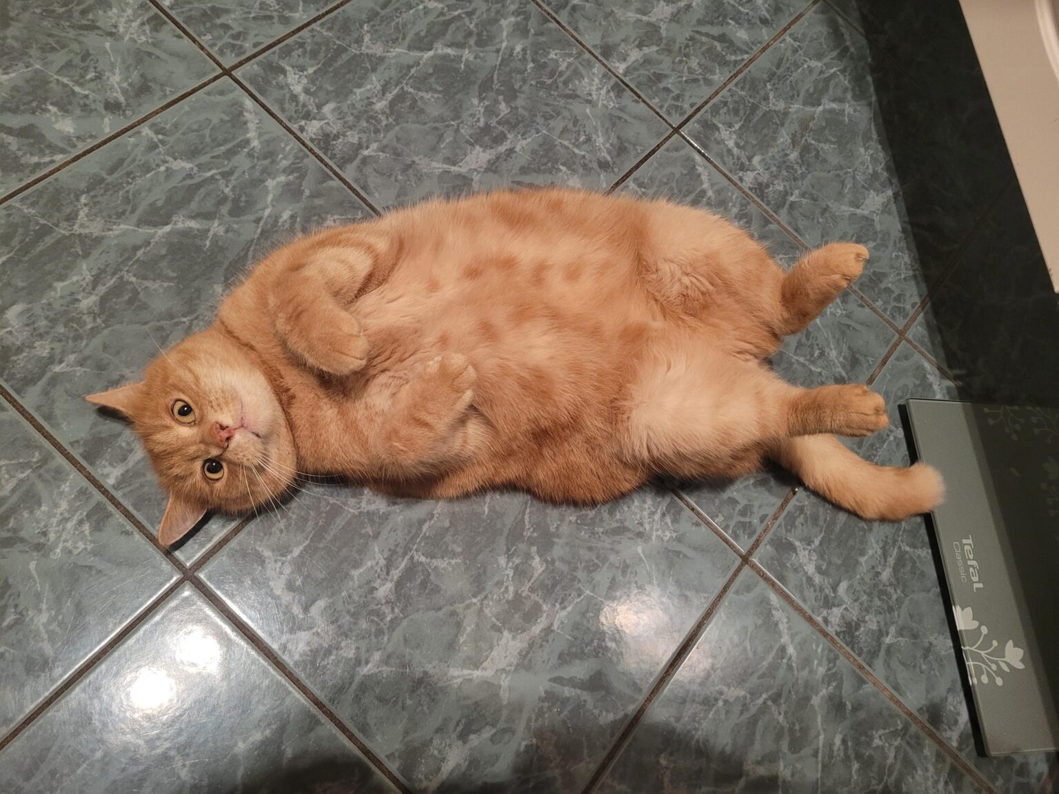 Catbot