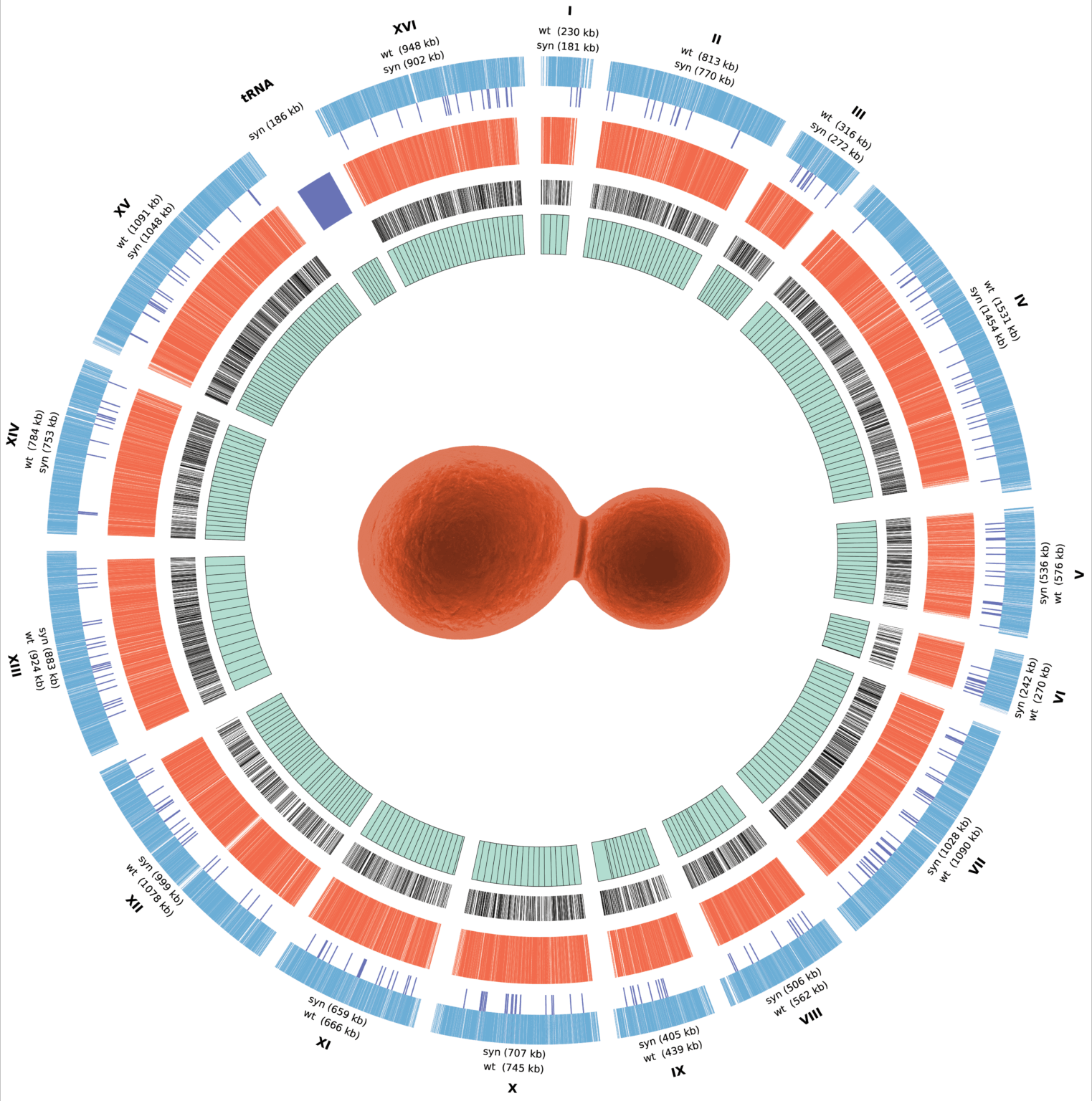 The complete blueprint of the world's first fully synthetic eukaryotic genome — Yeast 2.0 [OC]