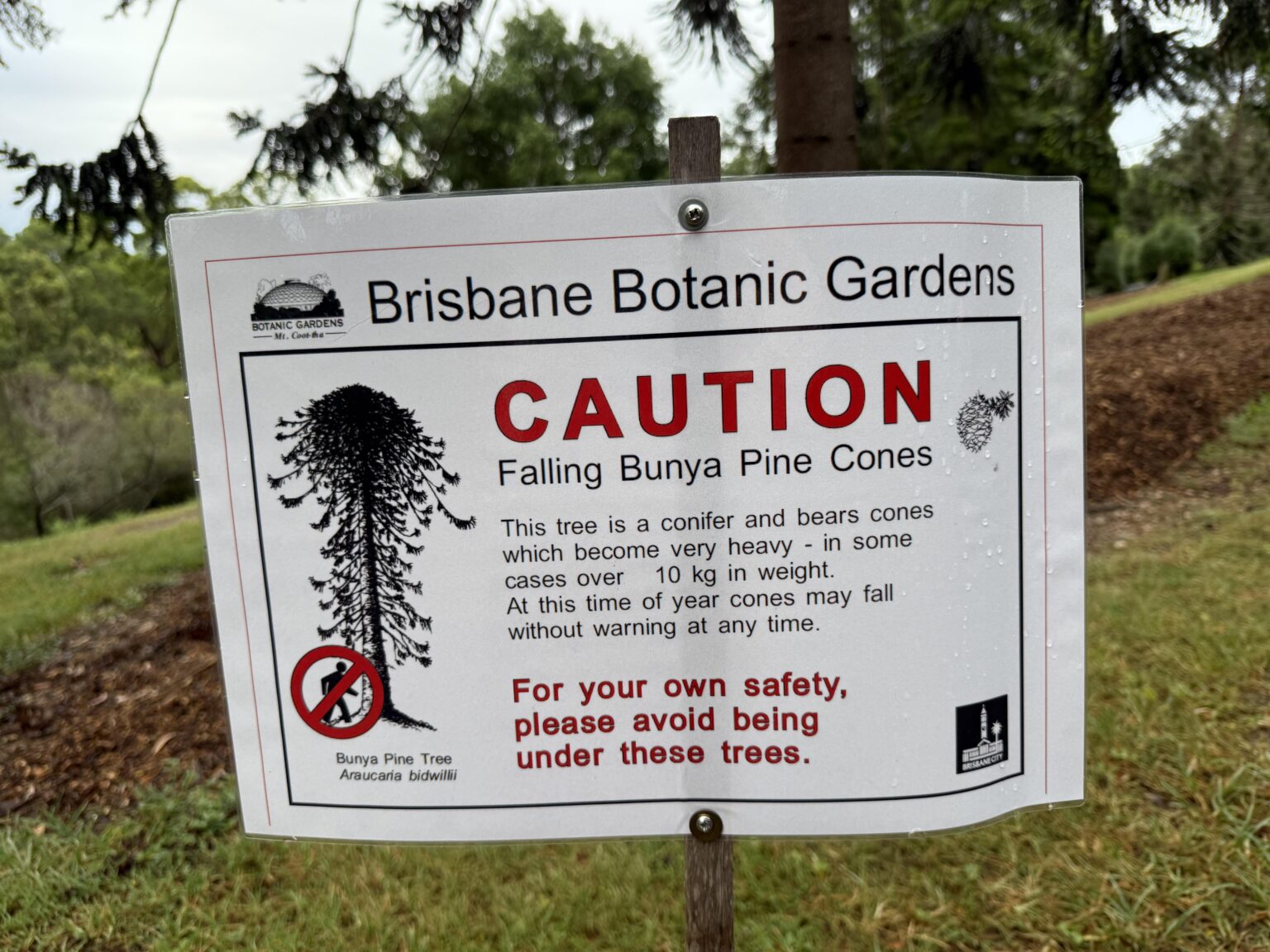 In Australia, even the trees want to kill you